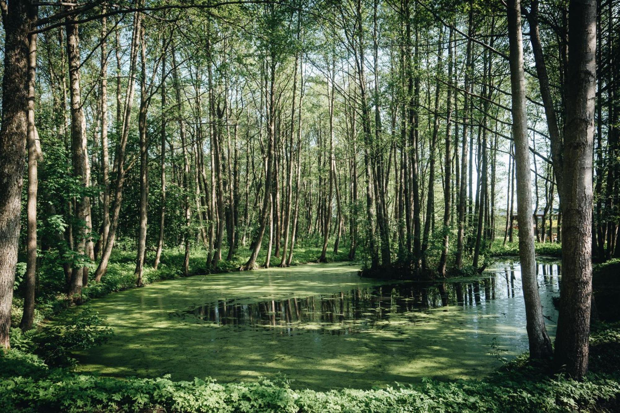 Nemirseta Forest Apartments Palanga Eksteriør bilde